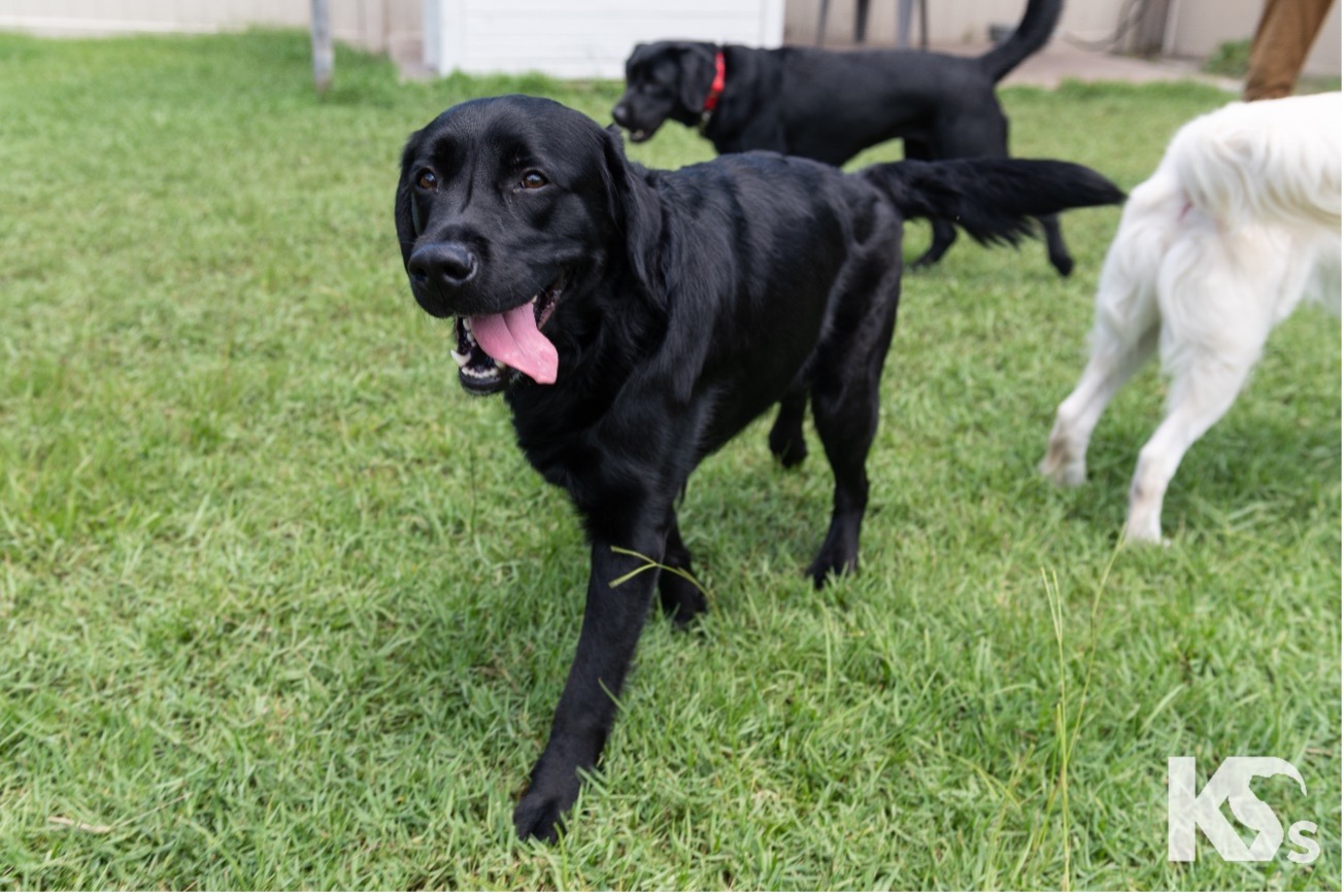 KEANE AHEPA, AHEPA Service Dog